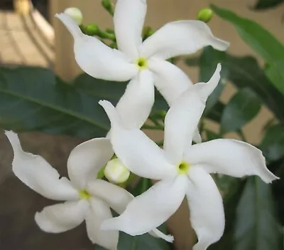 Tabernaemontana Divaricata | Butterfly Gardenia | Crepe Jasmine | 10_Seeds • £9.46