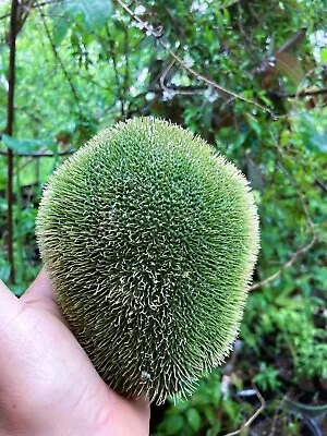 Prickly Chayote Squash (Chayote Espinudo) Bare Root Starter Plant • $24.97