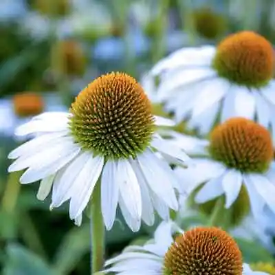 4x Echinacea 'White Swan' Plug Plants Flower Hardy Perennial - 24HR DISPATCH • £99