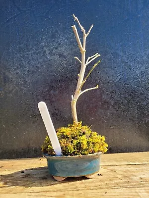 Magnolia Stellata Shohin Bonsai Tree  In Ceramic Pot  Pre-bonsai 1 • £38.99