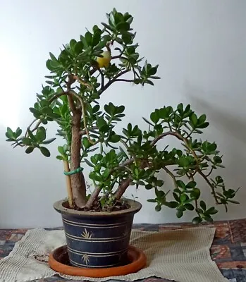 £60 • Buy Large Jade Money Plant Tree That Produces Cuttings
