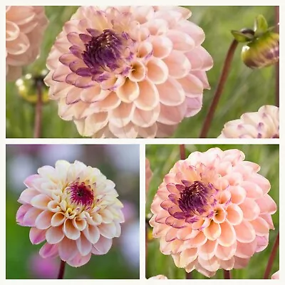 Ball Dahlia Wine Eyed Jill Tubers.Cream And Pink Flowers With Deep Purple Centre • £8.95