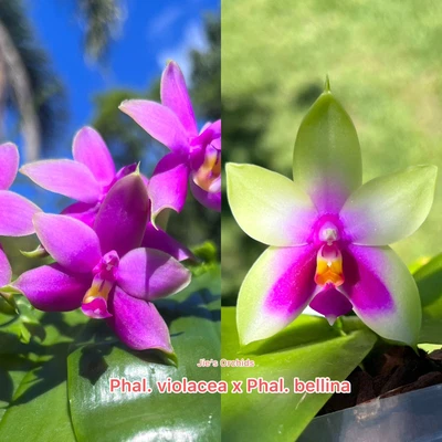 $35 • Buy Phal. Violacea X Phal. Bellina (Phal. Samera) - Fragrant