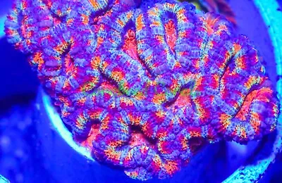 Cornbred's Jelly Bean Acan - Frag - LIVE CORAL • $99.99