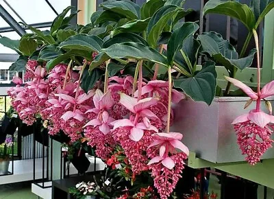 Royal CHANDALIER Magnifica Medinilla Plant~Live Well Rooted STARTER Plant~RARE • $29.99