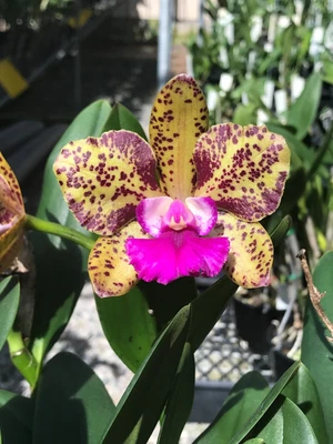 $59 • Buy RON Cattleya Orchid Special Quality Div C. Elizabeth Calov 'May'