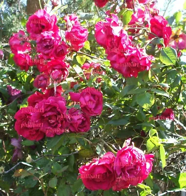 £23.99 • Buy PURPLE Climbing Rose PLANT CUT BACK. HARDY PERENNIAL GARDEN CLIMBER PLANT