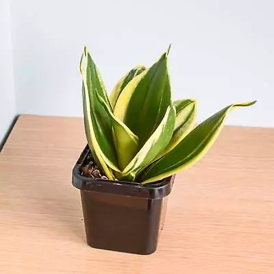 Sansevieria Lotus Hahnii | Sansevieria Trifasciata 'Lotus Hahnii' • $12.95