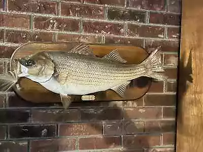 Large  Striped Bass Taxidermy Mount • $125