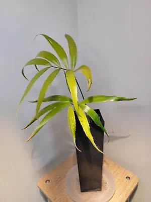 Zamia Standleyi Cycad Seedling (1-3 Leaf Seedling) • $75