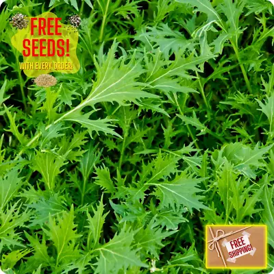 Fresh Mizuna Mustard Greens Seeds | Heirloom Non-GMO | Asian Vegetable Seeds • $2.84