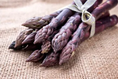 Purple Passion Live Asparagus Bare Root Plants- 2yr Crowns-No Ship To California • $11.96