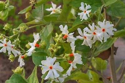 Nyctanthes Arbor-tristis – Night-flowering Jasmine - 5+ Seeds - Semillas - E 232 • £1.99