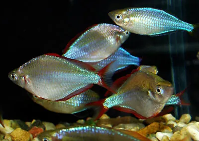 Dwarf Neon Blue Rainbowfish (praecox)  - Beautiful • £3.48