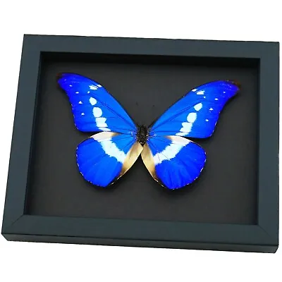 Framed Blue Morpho Butterfly Morpho Rhetenor Helena Moonlight Display • $129.99
