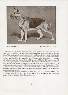 Alsatian German Shepherd Old Vintage 1934 Named Champion Dog Print Page  • $6.21