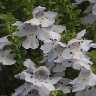 Prostanthera Cuneata  Alpine Mint Bush -  Aromatic Evergreen Shrub • £3.99