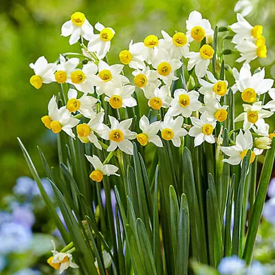 100 Narcissus Canaliculatus Daffodil White Yellow Flower Perennial Spring Bulbs • £44.99