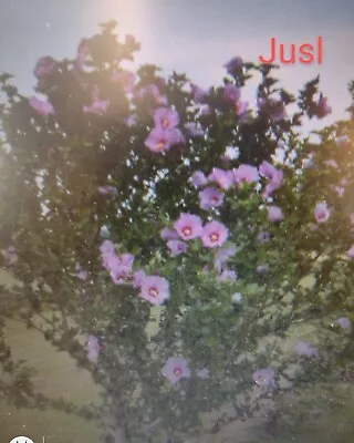 6  Rose Of Sharon Hibiscus  Live Plant Root Transplant Starter Bush  Fast Grow • $12.99