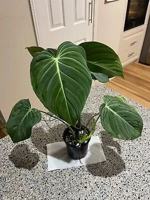 Philodendron GLORIOUS GloriosumXmelanochrysum  Established Large Plant • $10