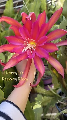Epiphyllum Orchid Cactus “Raspberry Ribbon” 8inch Cutting Stem Unrooted. • $8
