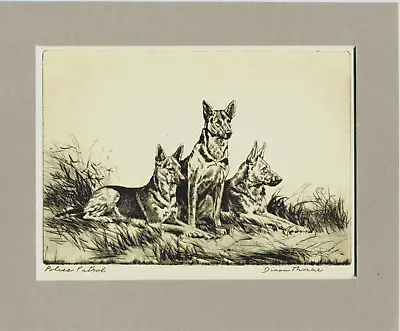 ~ German Shepherds ~ Alsatian Dogs Print By Diana Thorne Genuine Vintage 1935 • $9.95