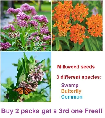 Swamp Butterfly And Common Milkweed Seeds  - 50 Seeds Of Each - 150 Seeds Total • $3.75