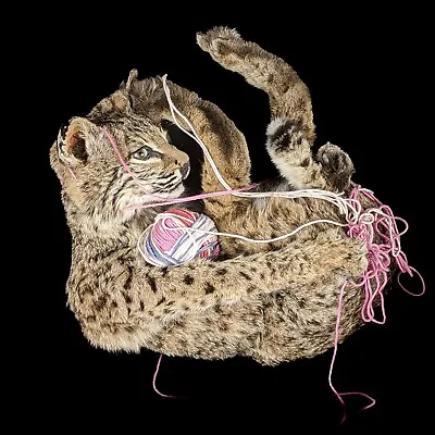 BR115  Bobcat Kitten & Yarn Taxidermy Oddities Curiosity Collectible Full Mount • $599.99