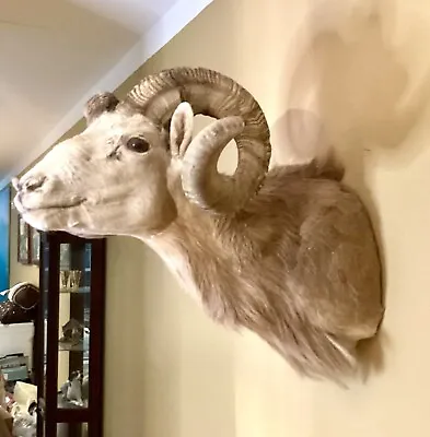 $800 • Buy Dall Sheep Big Horn Ram Taxidermy Shoulder Mount