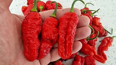 Ghostly Jalapeno Chilli Seeds - 10 Fresh Ghostly Jalapeno Seeds • £3.99