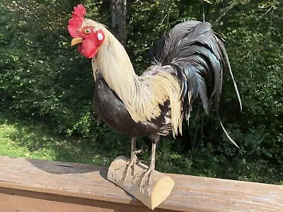 Vintage Gamecock Rooster Mount Taxidermy Black & White Iridescent Beautiful! • $199.99