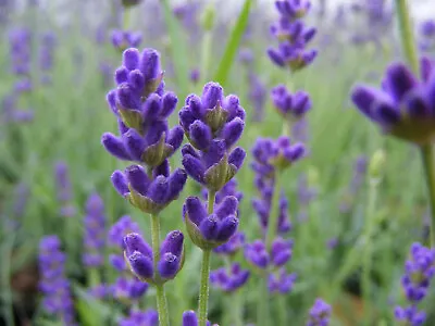 Suttons Lavender Angustifolia Hidcote Fragrant Garden Flowering Shrub 2x 3L Pot • £42.99