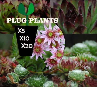 Sempervivum Houseleek Assorted Mixed Succulent Plug Plants Outdoor With Roots • £5