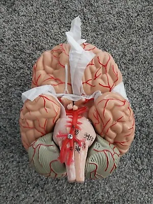 VEVOR Human Brain Model Anatomy Teach Brain Model 9 Pieces Numbered New • $34.97