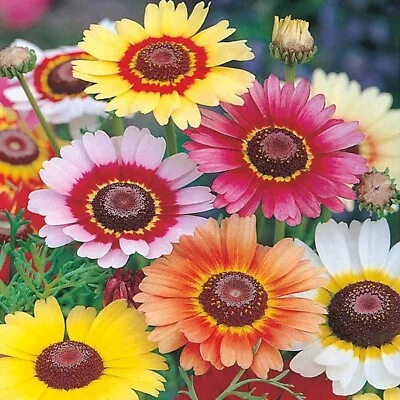 Chrysanthemum Rainbow Mix & Gay Feather & Dahlia & Cosmos Dazzler Seeds • £2.59