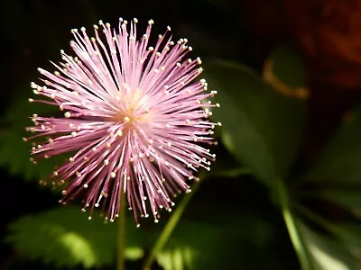 Medicinal Herb  Shy Flower  Mimosa Pudica Sensitive Plant 50+seeds Free Shipping • $2.29