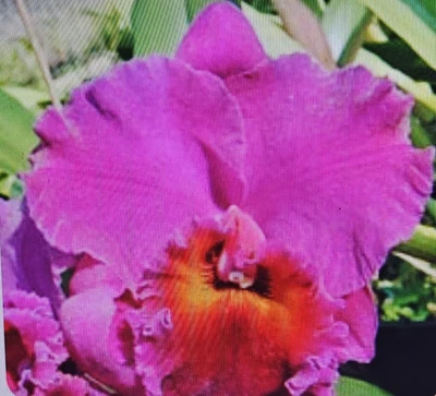 $28.90 • Buy Cattleya Orchid - Rlc Burdekin Delight 'Dreamtime' (Great Cattleya)