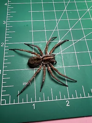 Florida Wolf Spider Wet Specimen Oddities Taxidermy Mummified #45 • $10