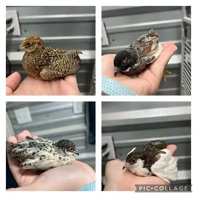 24+ Extra 🐣Button Quail Hatching Eggs NPIP❤️ • $45