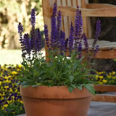 T&M Salvia Salvatore Deep Blue Garden Flowering Hardy Perennial Plug Plants • £5.99