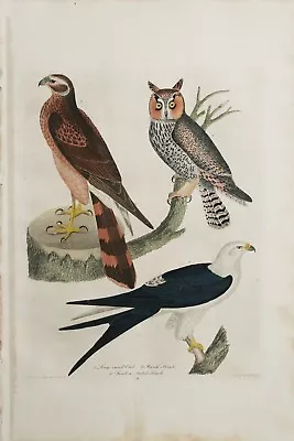 ORIGINAL Hand Colored Engraving   American Ornithology  Alexander Wilson 1828-29 • $345