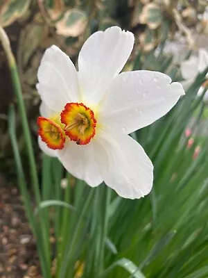 30 Daffodil 'Actaea' Bulbs (Narcissus) Free UK Postage • £18.50