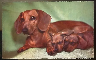 DACHSHUND & Pups. Vintage Postcard. Free UK Postage • £3.95