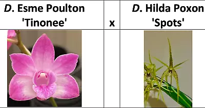 $50 • Buy DUNO Orchid Flask Dendrobium 4220 Esme Poulton X Hilda Poxon