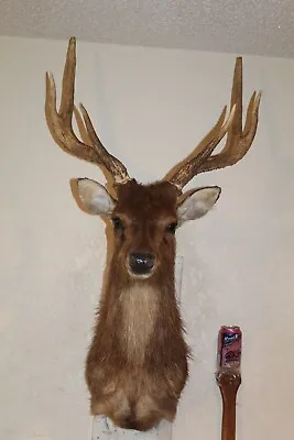 Exotic Sambar Deer Head Shoulder Mount Taxidermy Antler Hunt Mule Whitetail • $325