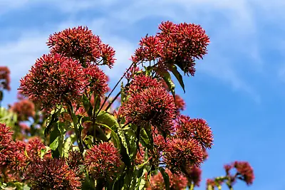 20 SEVEN SON Shrub Tree Heptacodium Miconioides White Red Flower Seeds • $3