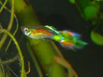 Exotic Skittles Rainbow Fancy Tail Guppy Endler Male+Free Shipping • $28