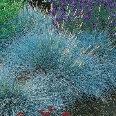 Blue Fescue - Festuca Glauca Blue Select  - 750 Seeds - Ornamental Grass • £2.49