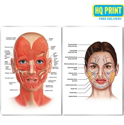 £3.99 • Buy FACE ANATOMY MUSCLE VEINS Detailed EDUCATIONAL SCIENCE Poster Print A4 A3 A2 A1 