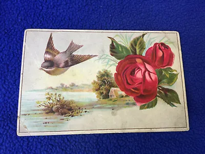 ANTIQUE Rio LION COFFEE Vitorian TRADING CARD Java TOLEDO OHIO Rose FINCH Bird • $11.11